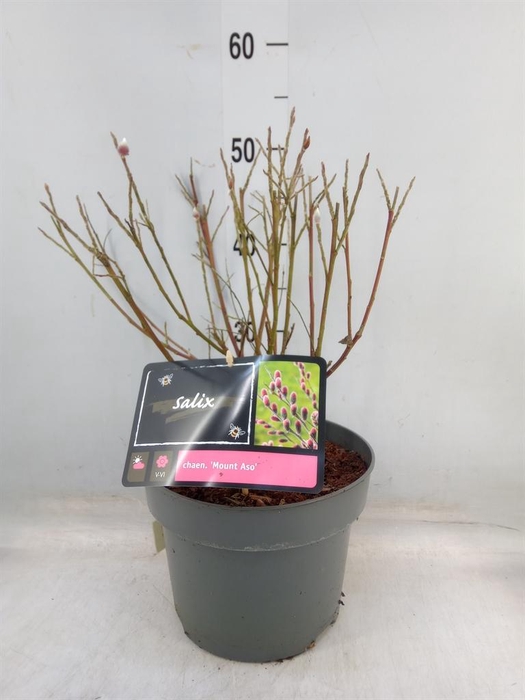 <h4>Salix gracilistyla 'Mt. Aso'</h4>