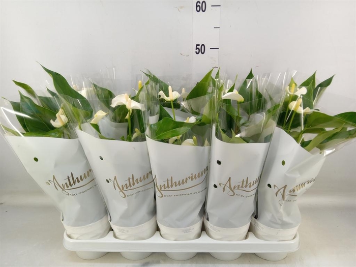 <h4>Anthurium andr. 'White Champion'</h4>