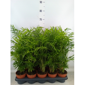Chamaedorea elegans