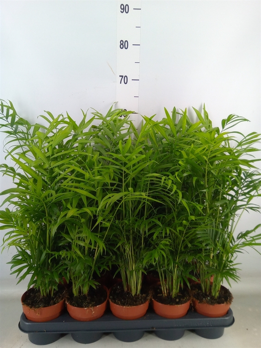 <h4>Chamaedorea elegans</h4>