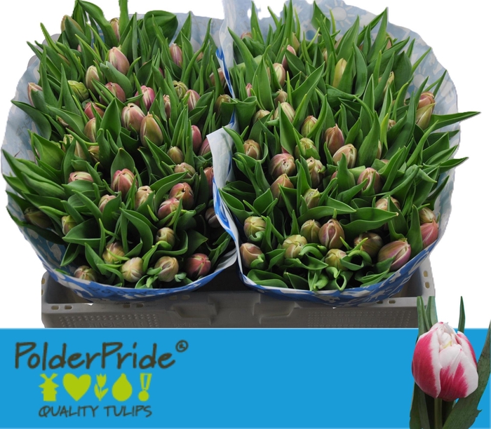 <h4>TU DU VALESKA</h4>