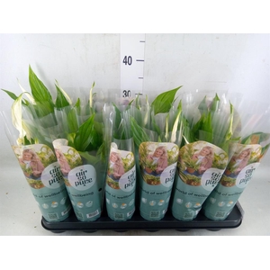 Spathiphyllum  'Pearl Cupido'