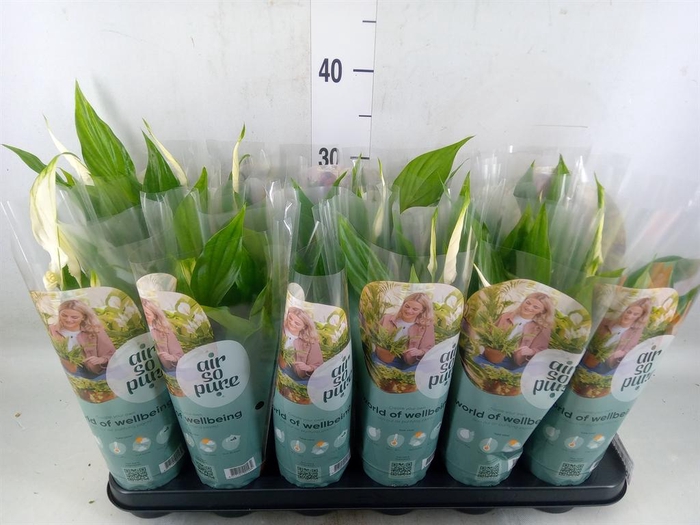 <h4>Spathiphyllum  'Pearl Cupido'</h4>