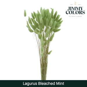 Lagurus bleached Mint