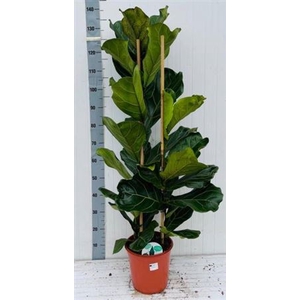 Ficus Lyrata