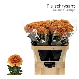 CHR G KALIMBA ORANGE