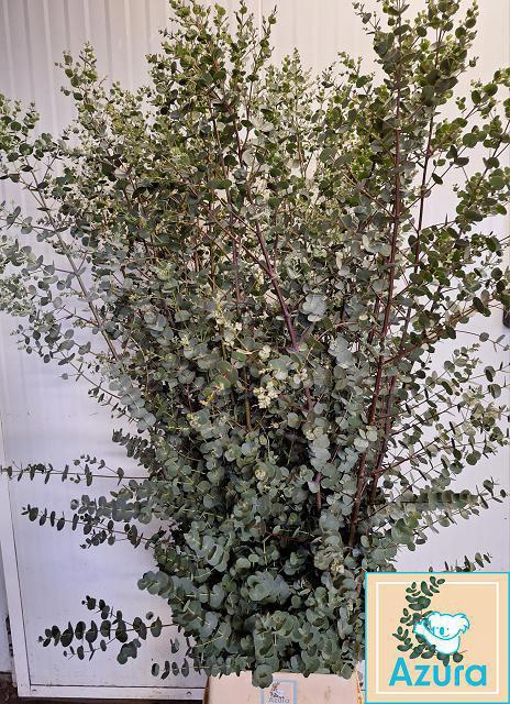 <h4>EUCA GU AZURA</h4>