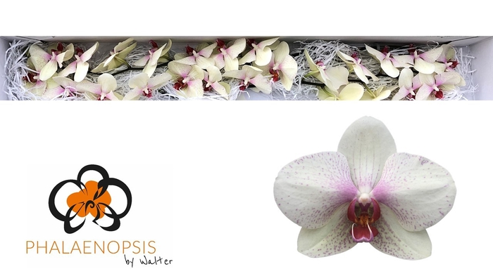 Phalaenopsis Omega Doos