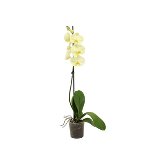Phal I Am Yellow 1T9+