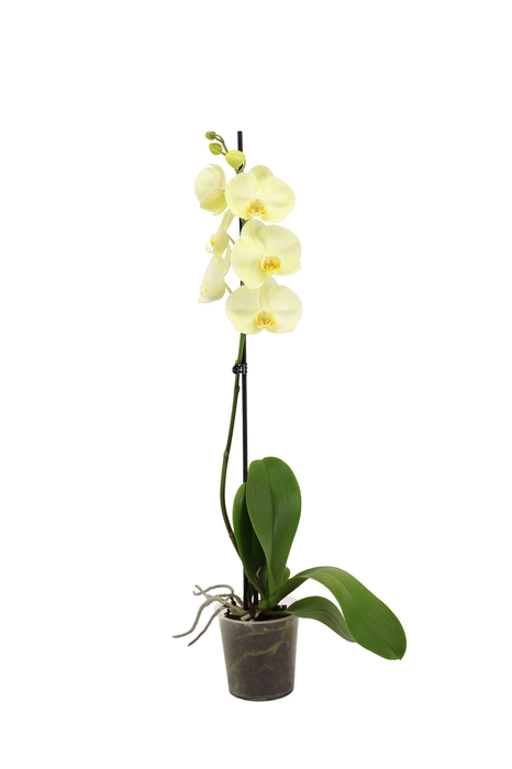 <h4>Phal I Am Yellow 1T9+</h4>