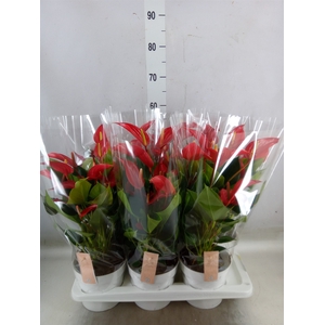 Anthurium  'Banderola Roja'