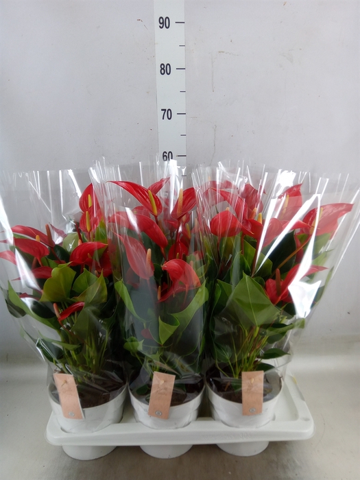 <h4>Anthurium  'Banderola Roja'</h4>