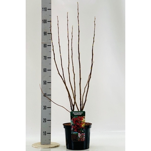 Ribes sanguineum 'King Edward VII'