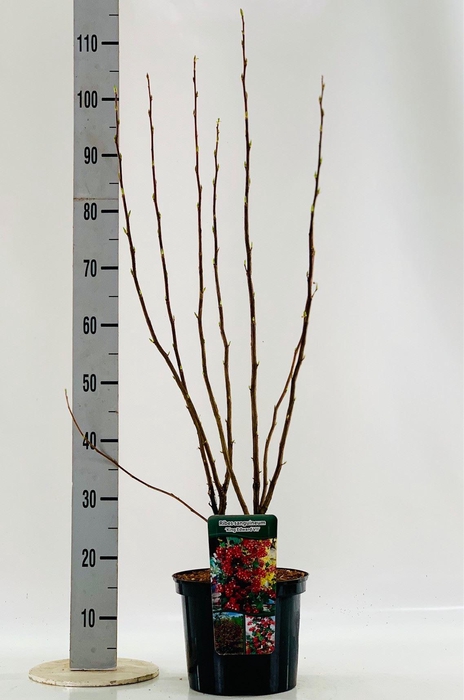 <h4>Ribes sanguineum 'King Edward VII'</h4>