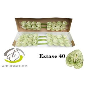 Anthurium Extase