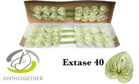 <h4>Anthurium Extase</h4>