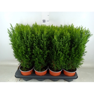 Chamaecyparis laws. 'Ellwoodii'