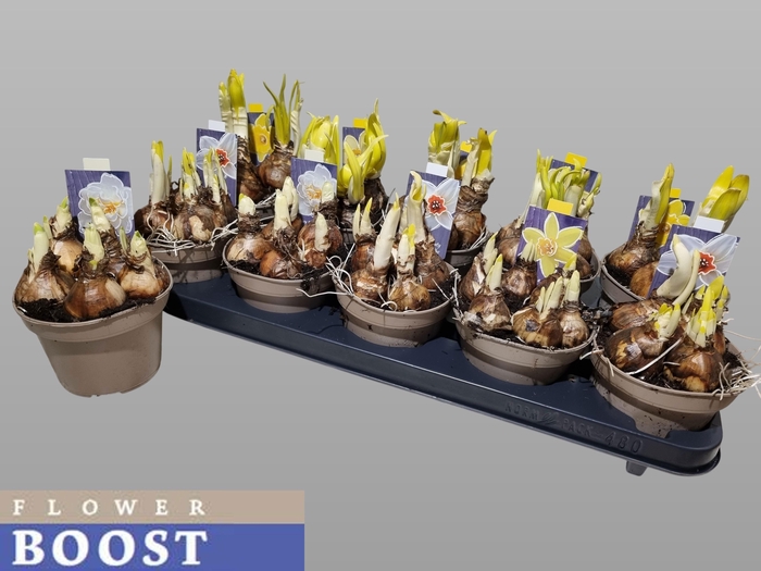 <h4>NARC GEM 5 SRT</h4>