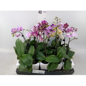 Phalaenopsis   ...mini