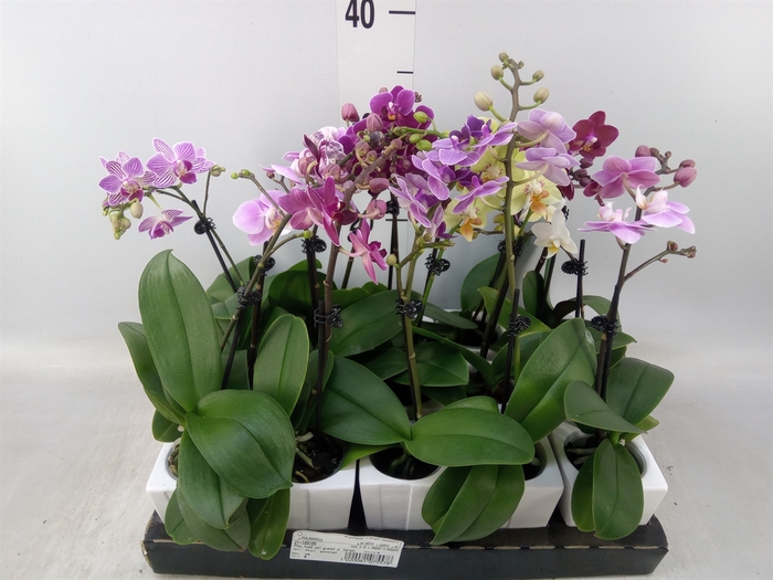 <h4>Phalaenopsis   ...mini</h4>