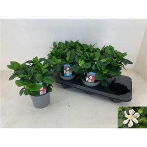 Gardenia Jasminoides