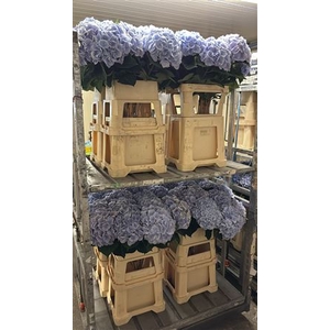 Hydr M Aphrodite Bl Xxl