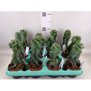 Cereus   ...