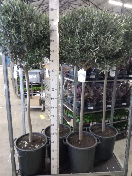 <h4>Olea europaea</h4>