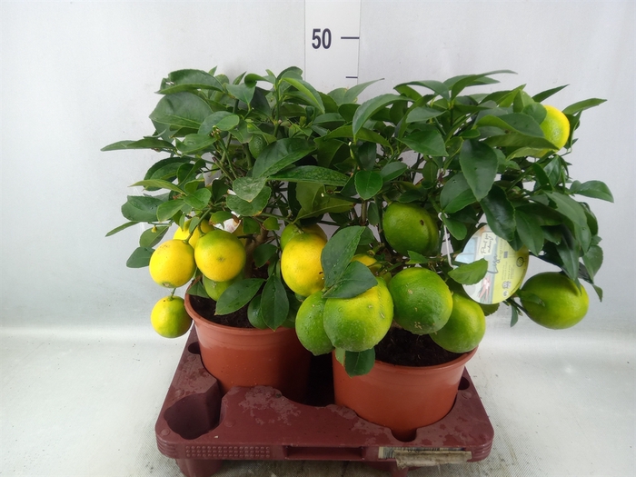 <h4>Citrus meyeri 'Meyer'</h4>