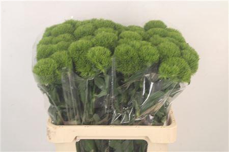 <h4>Di Barb Kiwi Mellow</h4>