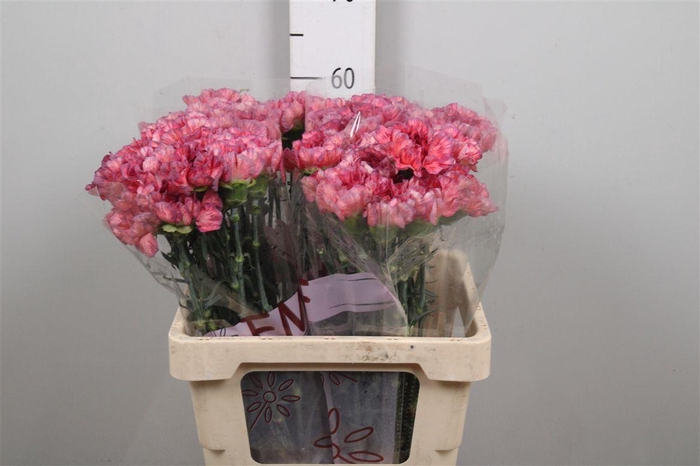 <h4>Di St Ocaso+</h4>