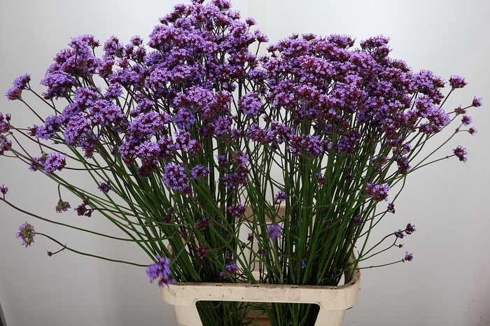<h4>Verbena Has P Spires</h4>