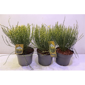 arr8 Cyti Pr Allgold