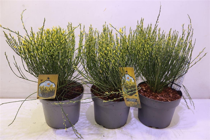 <h4>Cyti Pr Allgold</h4>