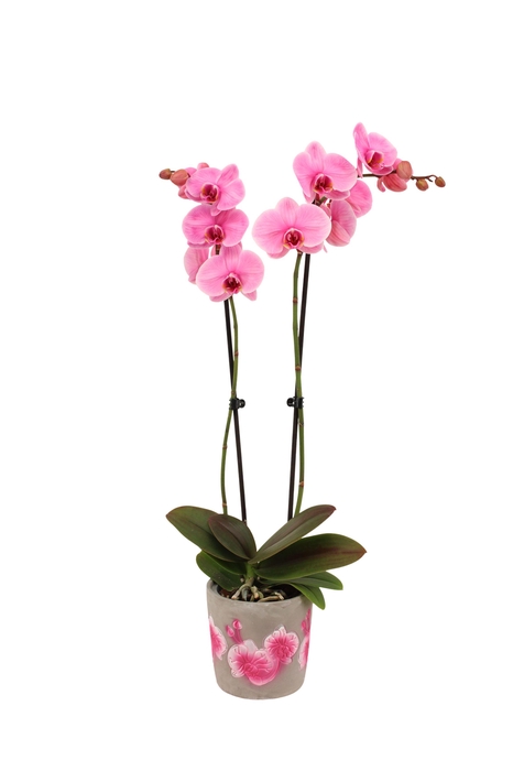 <h4>Fiore Pink Phal I Am Pink 2T14+</h4>