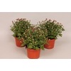 Potchrysant Pink