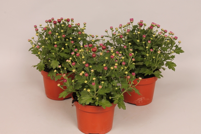 Potchrysant Pink