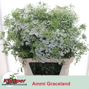 Ammi Majus Graceland