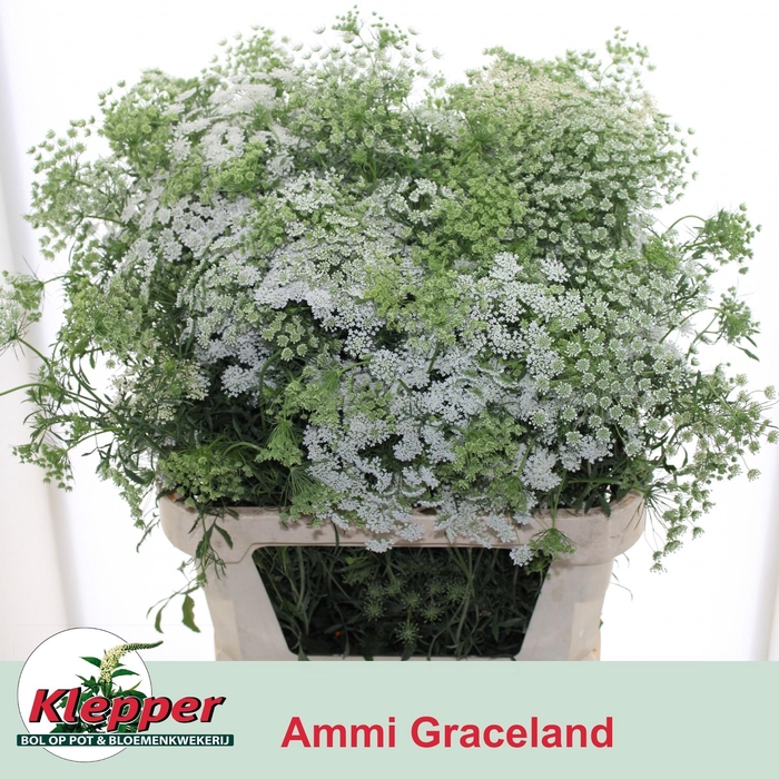 <h4>Ammi Majus Graceland</h4>