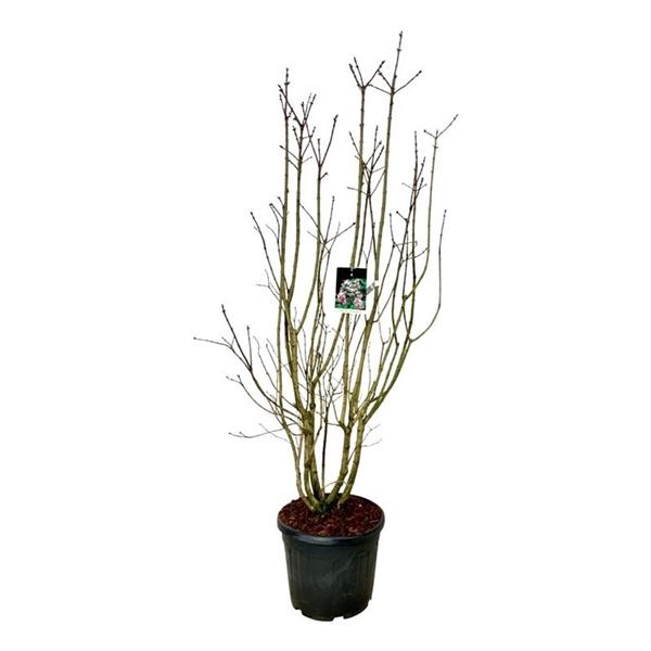 <h4>Syringa v. Beauty of Moscow</h4>