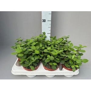 Portulacaria afra