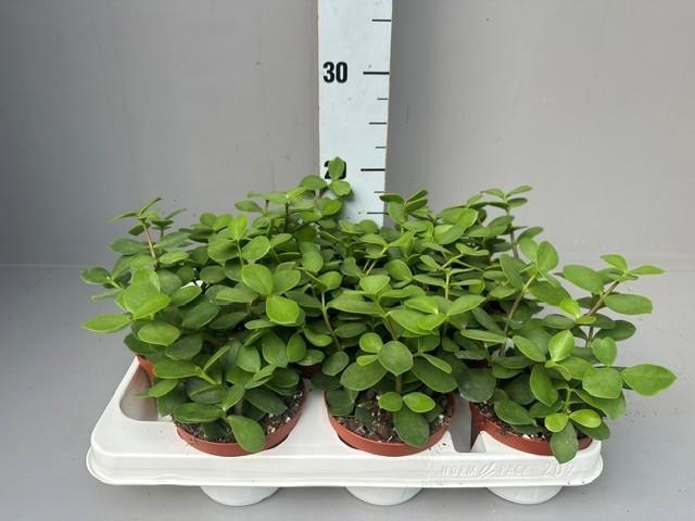<h4>Portulacaria afra</h4>