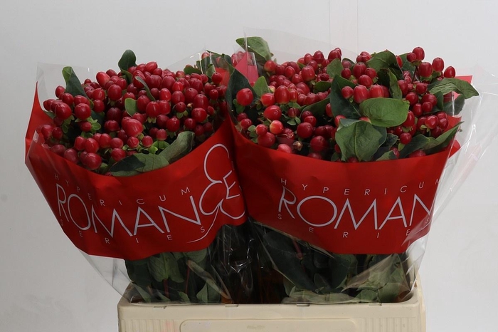 <h4>HYP TRUE ROMANCE</h4>