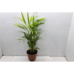 PALMEIRA ARECA BAMBU P17
