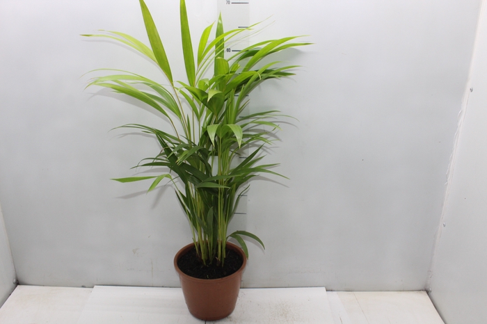 <h4>PALMEIRA ARECA BAMBU P17</h4>