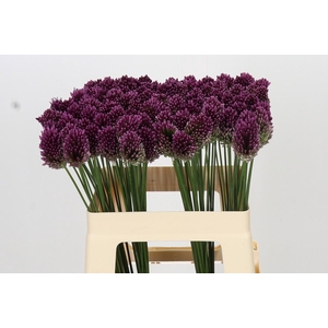 Allium Sphaerocephalon