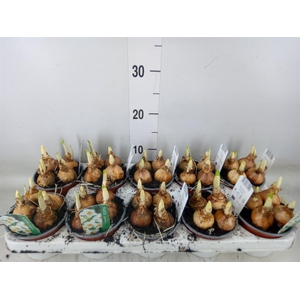 Narcissus taz. 'Geranium'