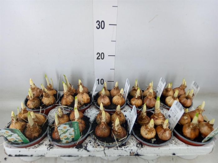 <h4>Narcissus taz. 'Geranium'</h4>