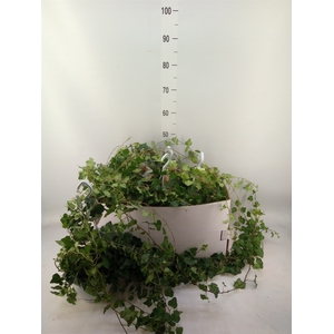 Hedera helix 'Wonder'