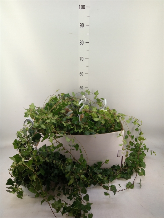 <h4>Hedera helix 'Wonder'</h4>